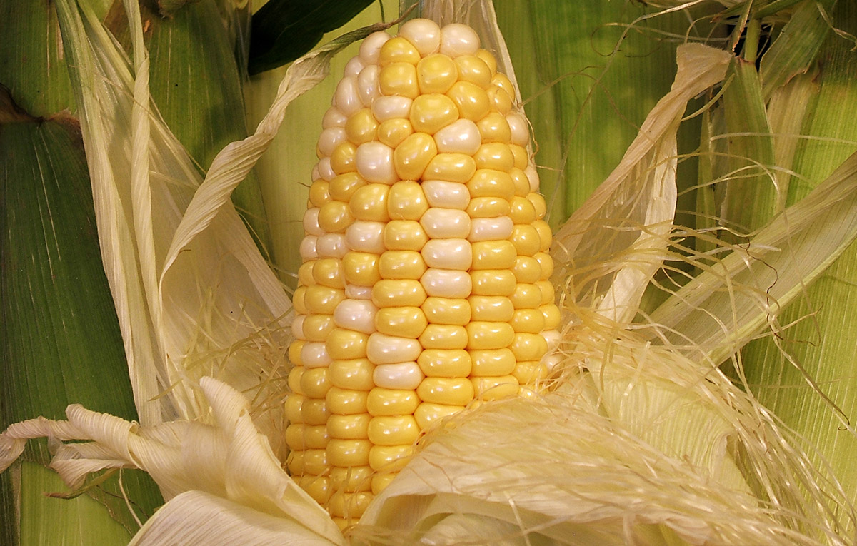 Corn